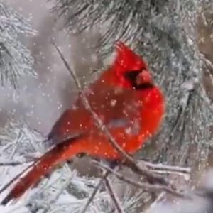 Meet your Posher, Pat